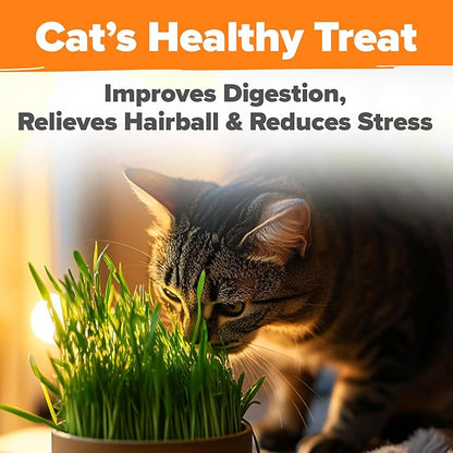 HOME GROWN 𝗨𝗦𝗔 𝗣𝗥𝗘𝗠𝗜𝗨𝗠 1 Pound Cat Grass Seeds for Cat & Kittens Oat & Barley Mix 100% 𝗡𝗢𝗡-𝗚𝗠𝗢 Heirloom, Grow Fresh Kitty Grass for Chewing, Pet Grass for Cats Indoor Garden