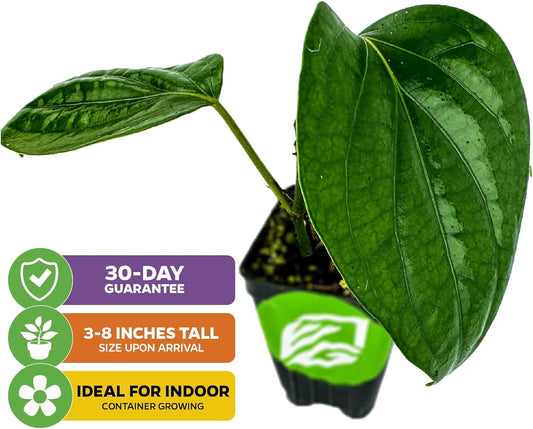 Black Pepper - Piper nigrum - Wellspring Gardens Starter Plant, Live Peppercorn Tree, Herb for Indoor/Outdoor Growing, Dwarf Fruit Plant, Ready for Planting in Gardens, Variety for Cooking and Spices