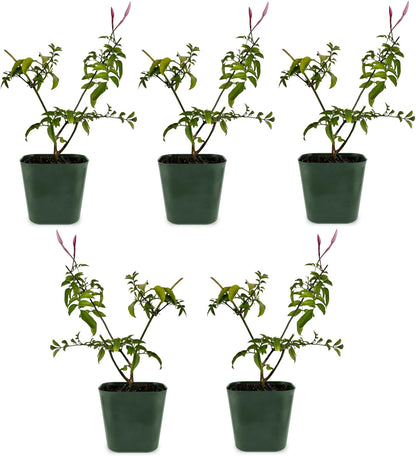 Generic Mini Pink Jasmine Vine, Fragrant and Live Houseplant, 2 Inch Pot, Jasminum Polyanthum (5)