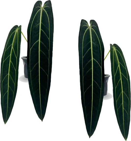 LEAL PLANTS ECUADOR Anthurium Warocqueanum (Pack of 2)| Green Live Plant for Indoors |Rare and Exotic Indoor Plants for Living Room | Queen Anthuriums House Plants | Warocqueanum Heart Plant