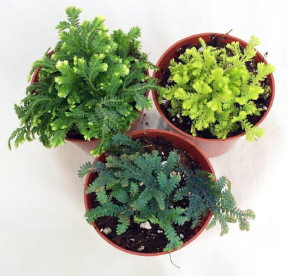 3 Club Moss Plants - Selaginella - Terrariums, Fairy Gardens - 2" Pots