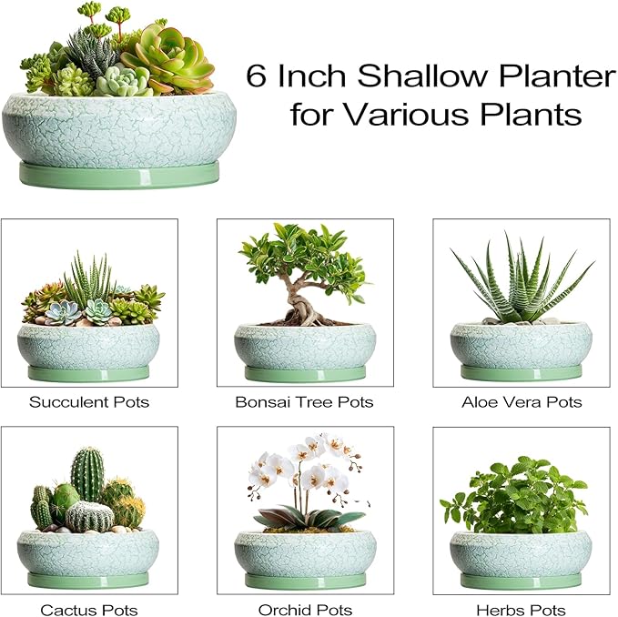 Succulent Pot 6 Inch - Ceramic Bonsai Pots Indoor Outdoor, Shallow Plant Pots with Drainage Hole and Saucer, Small Bonsai Planter, Round Bowl Planter, Desk Decor, Housewarming Gifts, Green