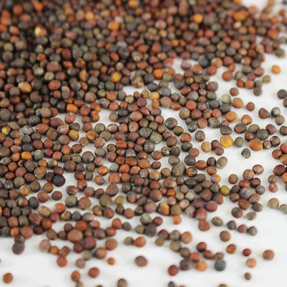 Waltham 29 Broccoli Seeds | Non-GMO Bulk Heirloom Broccoli Seeds for Sprouting, Microgreens, Vegetable Gardening, Garden Salad Garnishes, & More (5 Lb)