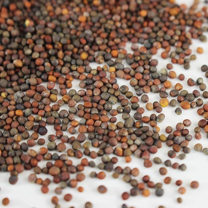 Waltham 29 Broccoli Seeds | Non-GMO Bulk Heirloom Broccoli Seeds for Sprouting, Microgreens, Vegetable Gardening, Garden Salad Garnishes, & More (4 Oz)