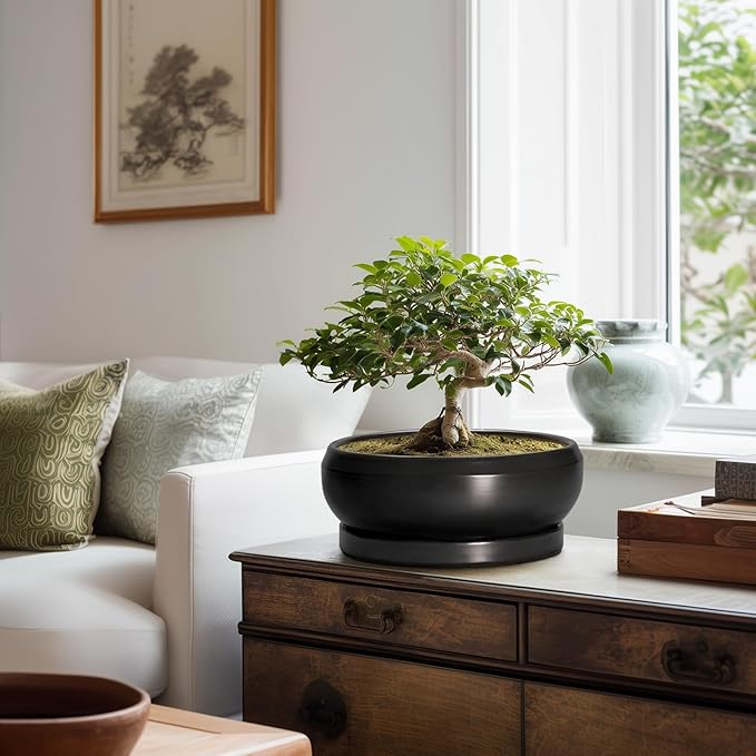 Bonsai Pots 10 Inch - Ceramic Succulent Planters Indoor Outdoor, Bonsai Pots with Drainage Hole and Tray, Modern Shallow Planter, Round Bowl Planter, Garden Decor, Garden Gift, Black
