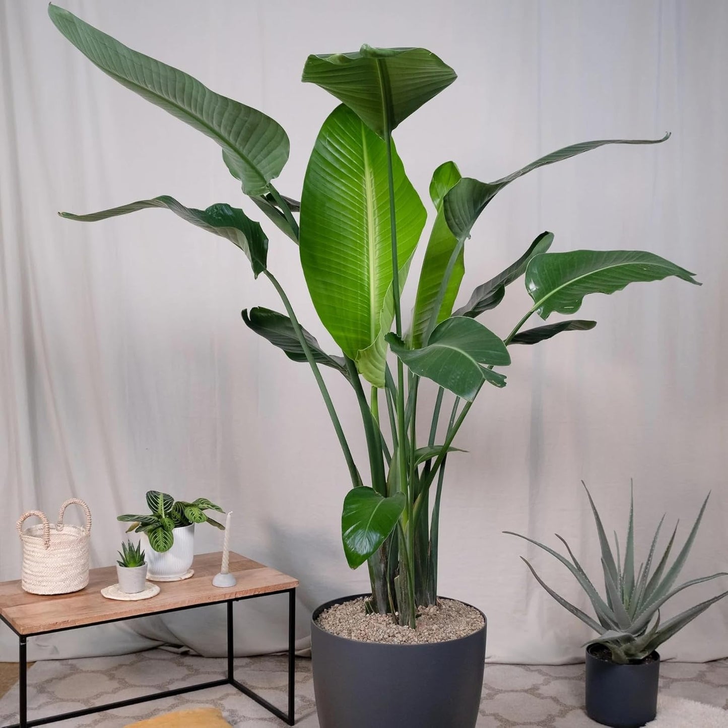 Bird of Paradise - White - Strelitzia Nicholai. (4 White BoP in Sac)