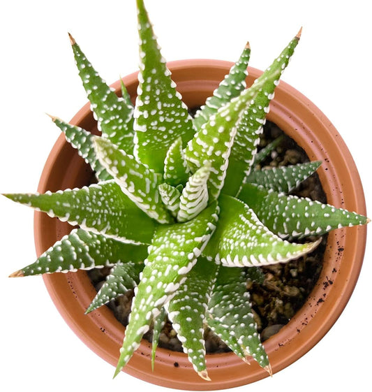 Live Succulents Haworthia fasciata 'Big Band' (4-inch), Succulent Plants Fully Rooted in Pots with Soil, Easy-Care House Plant for DIY, Home Office Decor, Wedding Party Favor