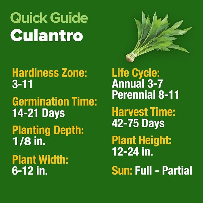 HOME GROWN 𝗨𝗦𝗔 𝗣𝗥𝗘𝗠𝗜𝗨𝗠 Culantro Seeds 360 Herb Seeds for Planting Non-GMO Heirloom Variety, Robust Flavor, Thrives in Heat, Grows Indoors or Outdoors, Cilantro Substitute (Eryngium Foetidum)