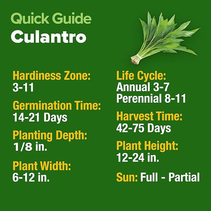 HOME GROWN 𝗨𝗦𝗔 𝗣𝗥𝗘𝗠𝗜𝗨𝗠 Culantro Seeds 360 Herb Seeds for Planting Non-GMO Heirloom Variety, Robust Flavor, Thrives in Heat, Grows Indoors or Outdoors, Cilantro Substitute (Eryngium Foetidum)