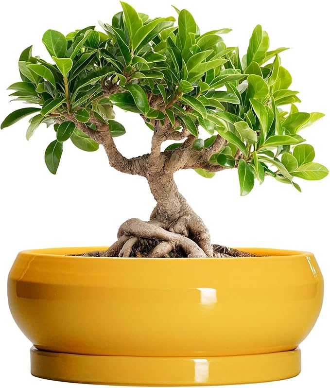 Bonsai Pots - 8 Inch Ceramic Succulent Planter for Indoor Outdoor, Shallow Planters with Drainage Hole and Saucer, Round Modern Planter Bowl, Window Decor, Gifts for Plant Lovers, Yellow