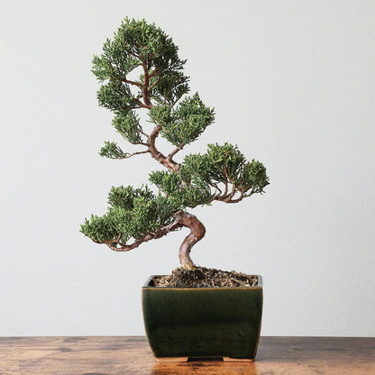 Wazakura Tokoname Series Small Handmade Rectangular Olive Green Glazed Bonsai Pot with Drainage Holes 5.3 in (135 mm) Made in Japan, Ceramic Garden Container, Decorative Flower Planter