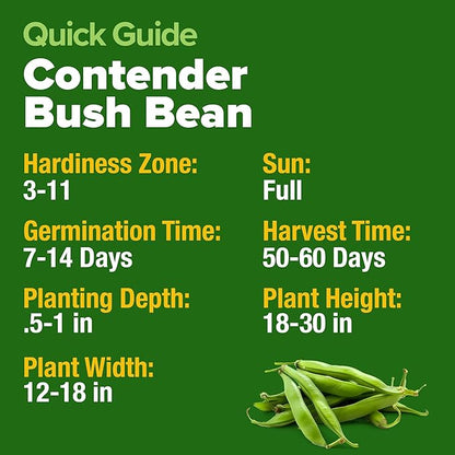 HOME GROWN 𝗨𝗦𝗔 𝗣𝗥𝗘𝗠𝗜𝗨𝗠 Contender Bush Bean Pack - 28 𝗡𝗢𝗡-𝗚𝗠𝗢 Heirloom Green Beans, Vegetable Seeds for Planting, Emergency Food Supply (Phaseolus vulgaris)