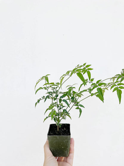 Pink Jasmine Vine Starter Plant | Jasminum Polyanthum | 2 inch Pot