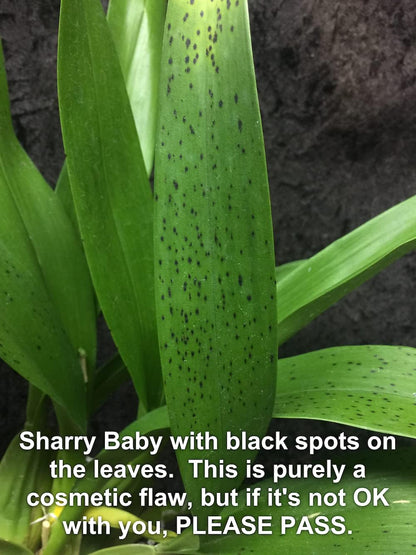 Oncidium Sharry Baby - Chocolate Fragrance Very Popular, Easy to Grow and Bloom (NOT in-Bud/Bloom When Shipped)