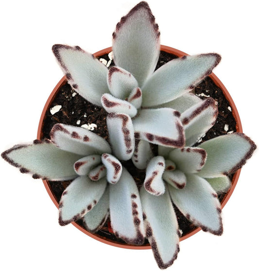 Sprout N Green Kalanchoe Tomentosa Panda Plant with 4 inch Starter Pot, Rare Live Succulent Plant Fully Rooted, Home Office Indoor Outdoor Wedding Decoration DIY Projects Party Favor
