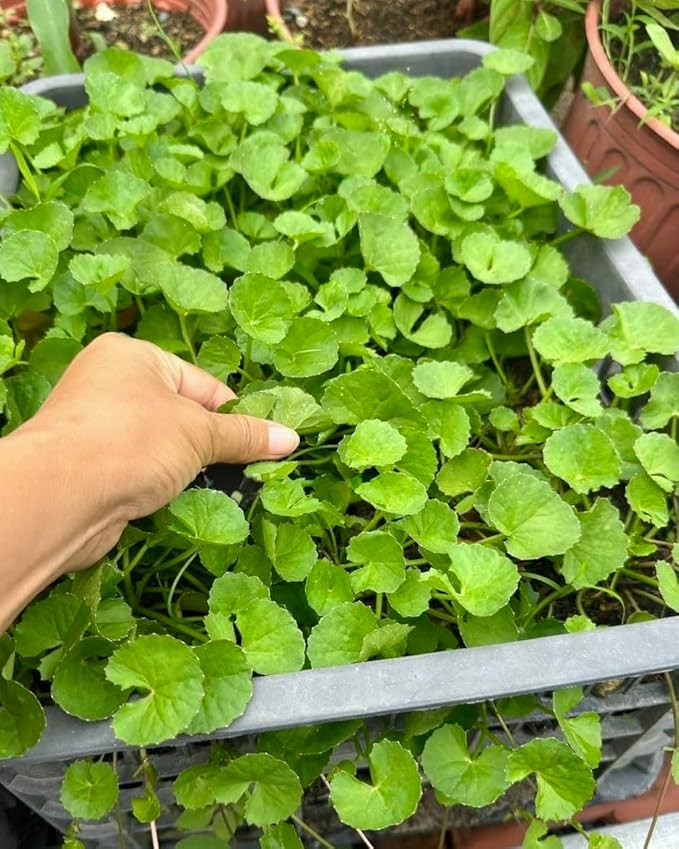 1200 Centella Seeds – Gotu Kola, Rau Má, Centella Asiatica, Asiatic Pennywort, Indian Pennywort, Brahmi, Mandukaparni – Non-GMO, Heirloom – Vegetable Seeds for Yard & Garden