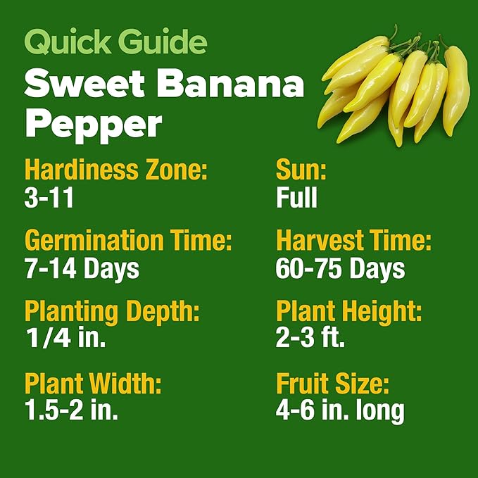 HOME GROWN 𝗨𝗦𝗔 𝗣𝗥𝗘𝗠𝗜𝗨𝗠 Banana Pepper Seeds Pack – 94 𝗡𝗢𝗡-𝗚𝗠𝗢 Heirloom Vegetable Seeds – High Germination Sweet Peppers for Planting Indoors or Outdoor Garden (Capsicum annuum) (1pack)