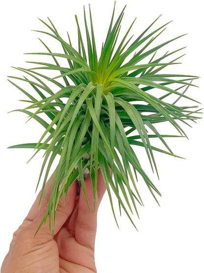 Air Plants - Flowering Tillandsia Pink Paske Large 5" - 5ct - Live Arrival Guaranteed - House Plants for Home Decor & Gift