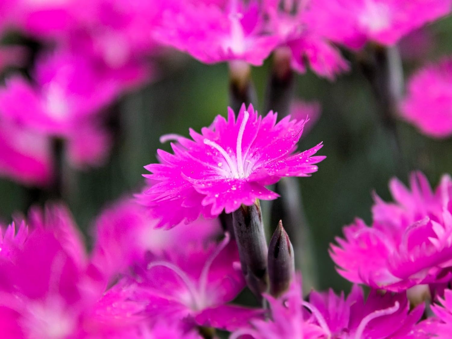 Greenwood Nursery: Live Perennial Plants - Firewitch + Dianthus Gratianopolitanus - [Qty: 5X 3.5 Pots] - (Click for Other Available Plants/Quantities)