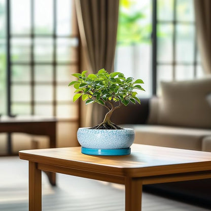 Bonsai Pots Small - 6 Inch Succulent Pots with Drainage Hole and Saucer, Succulent Planters for Indoor Outdoor, Shallow Plant Pot, Round Bonsai Planter, Office Decor, Plant Lover Gifts, Blue