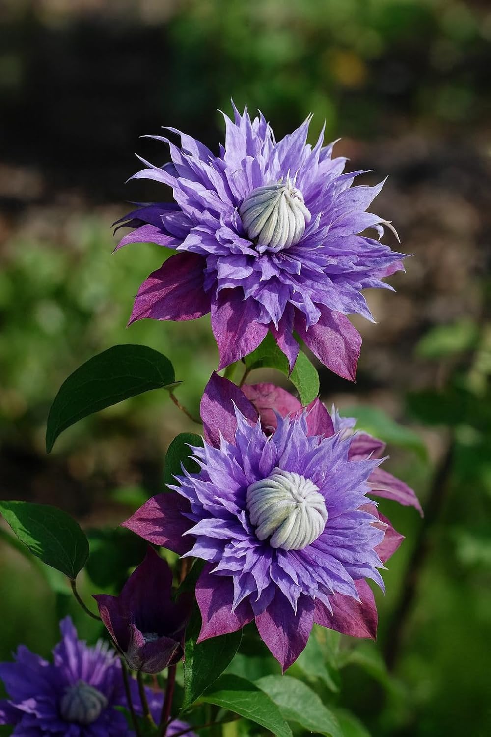 Perennial Farm Clematis x Viticella Diamantina Hybrid– Live Regal® Series Clematis in 4 Quart Container, Large Double Purple Blooms, Long Blooming, Compact Climber, Ideal for Trellises & Containers