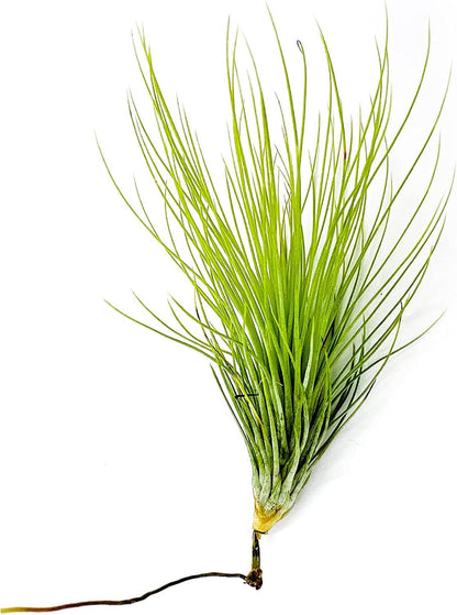 Air Plants - Tillandsia Andreana, Large 4-6" - 3ct - Live Arrival Gauranteed - House Plants for Home Decor & Gift
