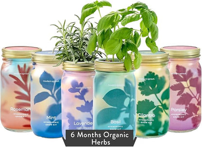Modern Sprout New & Improved Mason Jar Grow Set 6pk, Indoor Herb Garden, Seed Starter Set, Organic Seeds, Hydroponic Growing (Basil + Mint + Parsley + Cilantro + Rosemary+ Lavender)