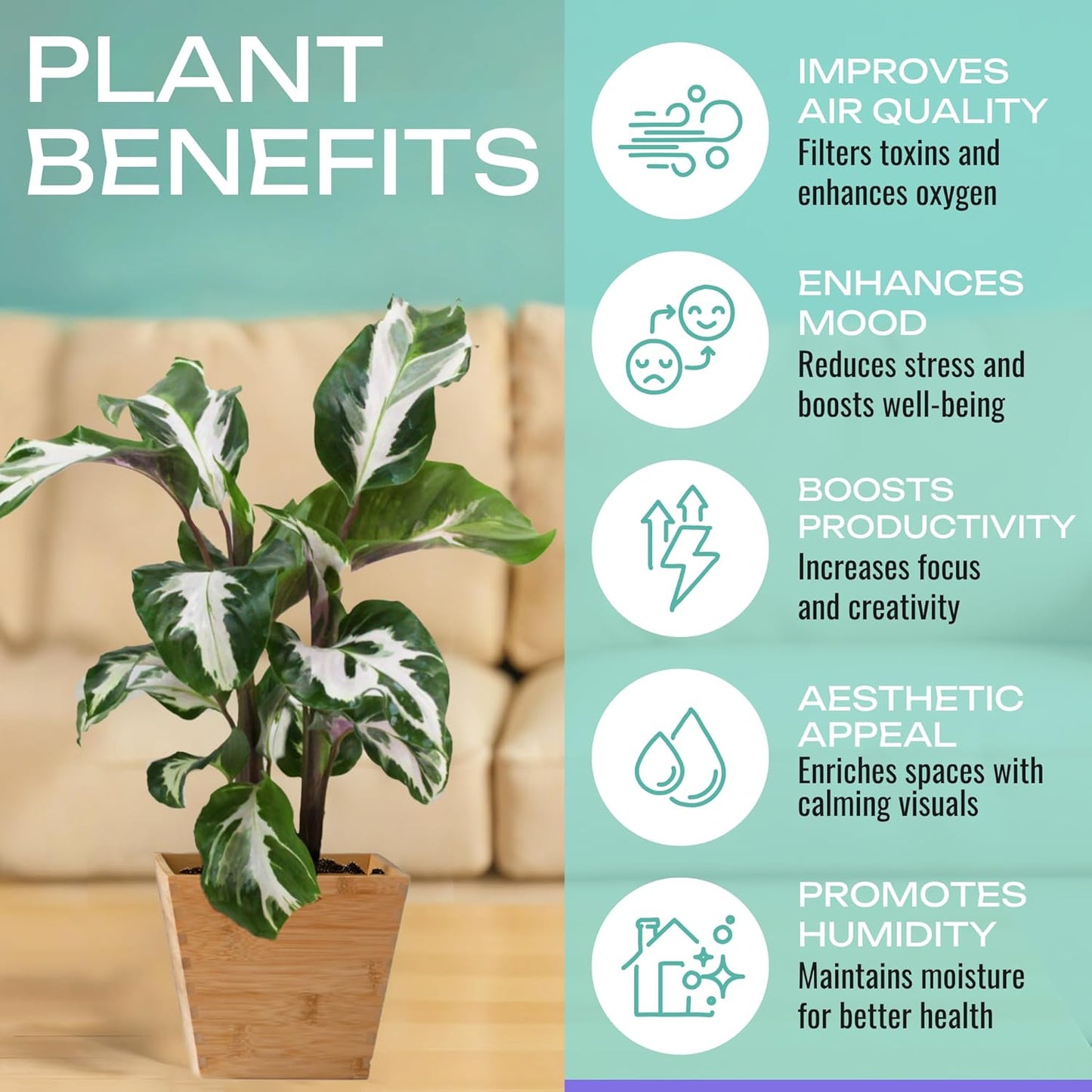 Calathea Plant Live in 4″ Grower’s Pot – Assorted Indoor House Plants, Easy Care Indoor Plants, Starter Plant for Beginners (4-Pack)