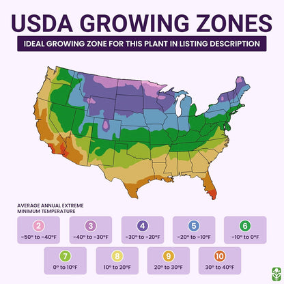 Masoniorum Crocosmia Bulbs for Planting - 5 Large Bulbs - 30-48" Flower - Perennial Bulbs for Planting Outdoors
