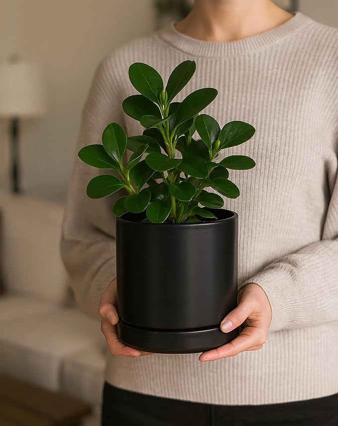 D'vine Dev 6.5 Inch Ceramic Planter Pot with Drainage Hole and Saucer, Indoor Cylinder Round Flower Pot, Black, 94-O-C-2