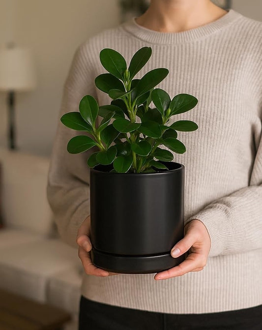 D'vine Dev Set of 2 Plants Pots, 6.5 Inch Ceramic Planter Pot for Plants with Drainage Hole and Saucer, Black, 94-V-C-2