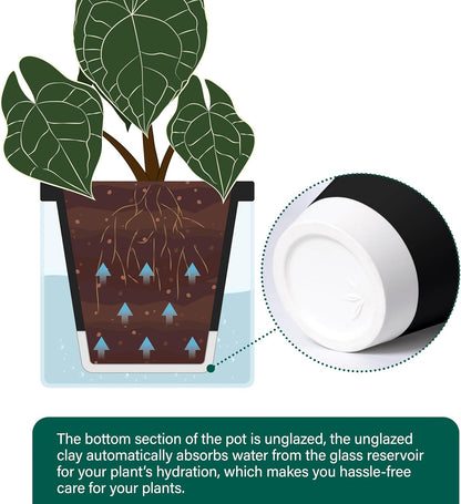 D'vine Dev 6 Inch Design Self Watering Planter for Indoor Plants, Black Terracotta Pot with Cylinder Glass Cup, 37-X-B-3