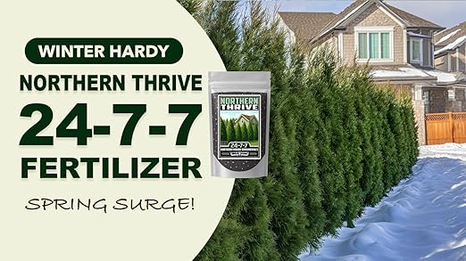 Fertilizer Commercial Grade | Northern Thrive 24-7-7 | 3 Pounds | Granular Controlled Release Feed | High Nitrogen Formula for Woody Ornamentals | Shrubs Trees Foliage Growth Beds Borders Landscapes