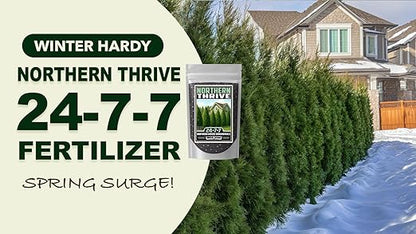 Fertilizer Commercial Grade | Northern Thrive 24-7-7 | 3 Pounds | Granular Controlled Release Feed | High Nitrogen Formula for Woody Ornamentals | Shrubs Trees Foliage Growth Beds Borders Landscapes