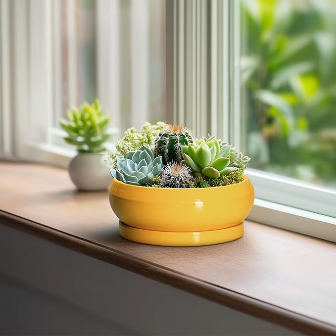 Succulent Pots with Drainage Hole - 6 Inch Ceramic Bonsai Pots for Indoor Outdoor, Shallow Plant Pot with Saucer, Bonsai Planter, Round Succulent Planter, Patio Decor, Gardening Gift, Yellow
