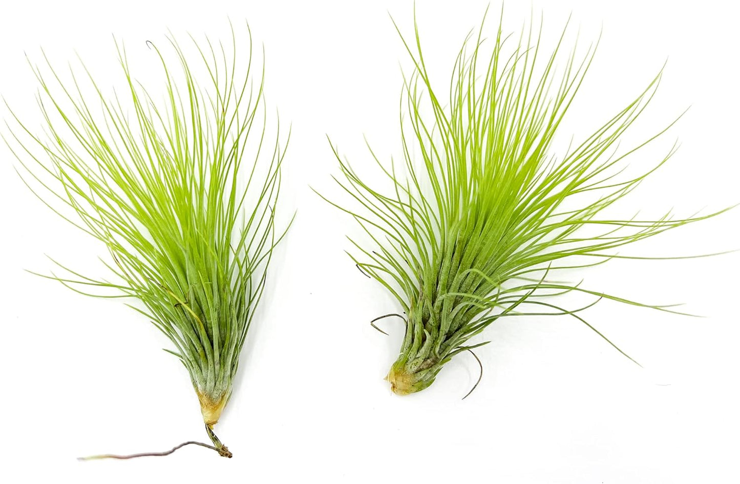 Air Plants - Tillandsia Andreana, Large 4-6" - 2ct - Live Arrival Gauranteed - House Plants for Home Decor & Gift