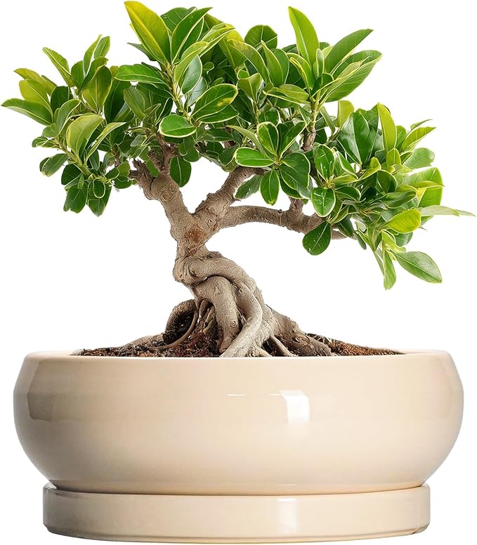 Succulent Pots 8 Inch - Ceramic Bonsai Pots with Drainage Hole and Tray, Shallow Plant Pot Indoor Outdoor, Bonsai Tree Pot, Round Modern Planter Bowl, Garden Decor, Gardening Gift, Beige