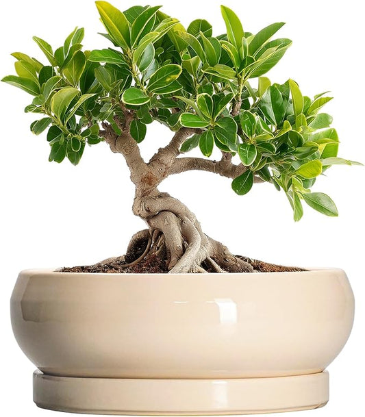 Small Bonsai Pots - 6 Inch Ceramic Succulent Planters for Indoor Plant Outdoor, Shallow Planter with Drainage Hole and Saucer, Round Succulent Pots, Kitchen Decor, Gifts for Women Men, Beige