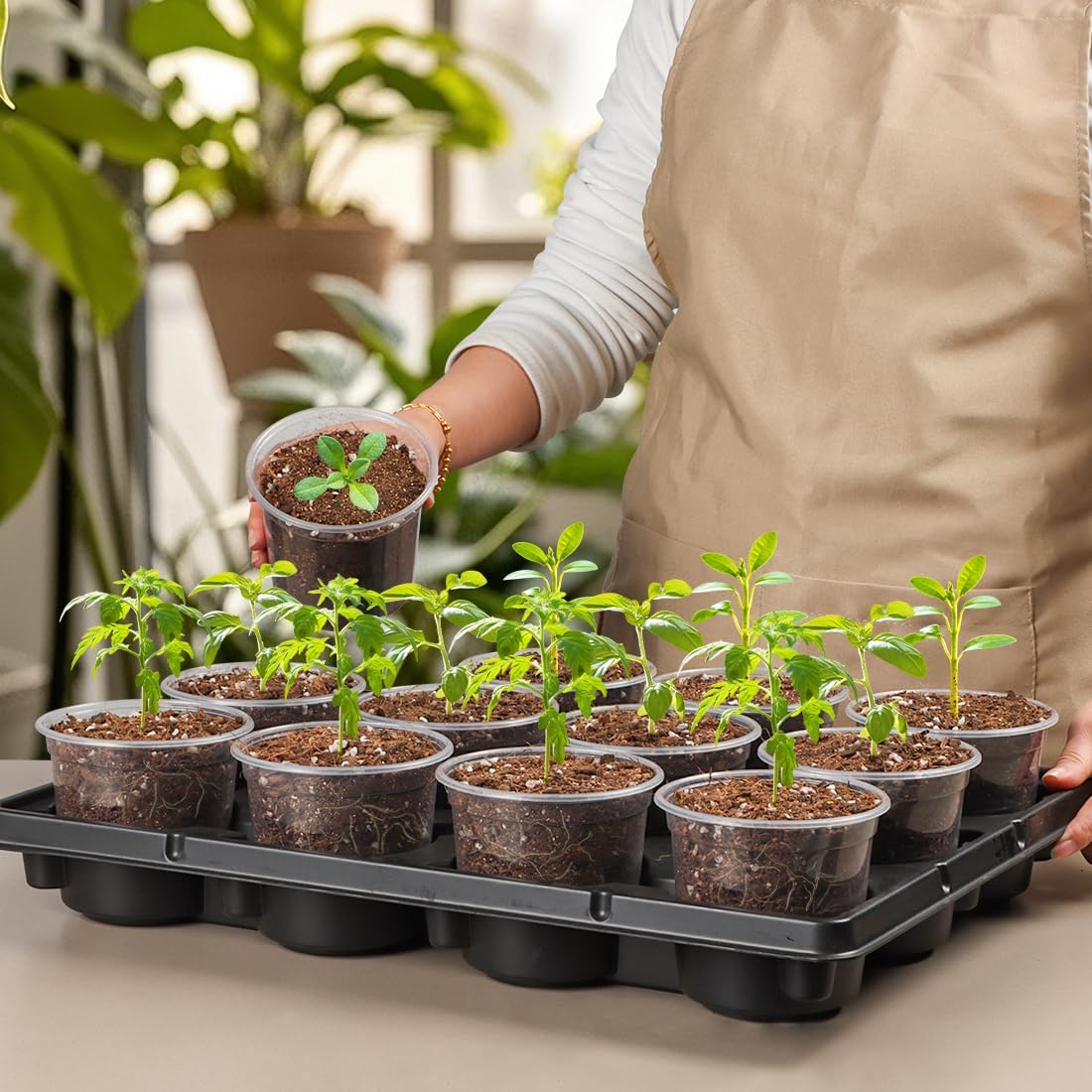 12 Cell Nursery Pot Trays 5 Pack with 4 Inch Clear Plant Pots 60 Pack, Thick Sturdy Seeds Starting Germination Shuttle Carrying Trays, Black Small Planter Nursery Propagation 5 Sets