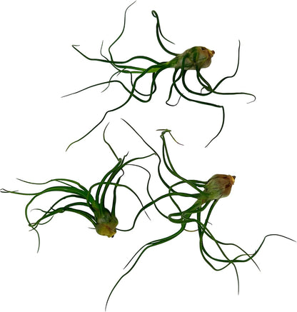 Air Plants - Flowering Tillandsia Bulbosa Guatemala, Large 3-5" - 3ct - Live Arrival Guaranteed - House Plants for Home Decor & Gift
