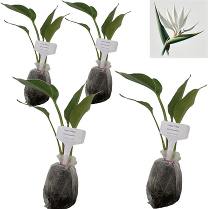 Bird of Paradise - White - Strelitzia Nicholai. (4 White BoP in Sac)