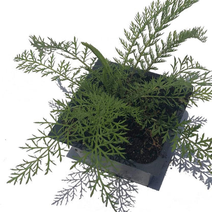 Organic Yarrow Plant, (Achillea millefoleium) 2.5-inch Pot