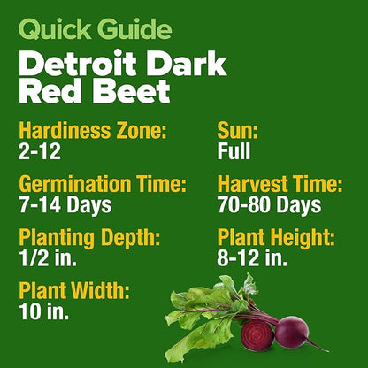 HOME GROWN 𝗨𝗦𝗔 𝗣𝗥𝗘𝗠𝗜𝗨𝗠 Detroit Dark Red Beet Seeds Pack - 500 Heirloom 𝗡𝗢𝗡-𝗚𝗠𝗢 Vegetable Seeds for Planting - Red Beet for Home Garden – High Germination(Beta vulgaris)