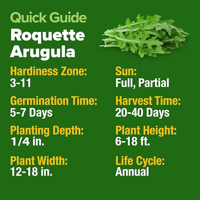 HOME GROWN 𝗨𝗦𝗔 𝗣𝗥𝗘𝗠𝗜𝗨𝗠 Arugula Roquette Seeds Pack 2,175 𝗡𝗢𝗡-𝗚𝗠𝗢 Heirloom Arugula Seeds for Planting Best for Outdoor Gardens,Providing Fast-Growing Greens for Salads - Eruca vesicaria
