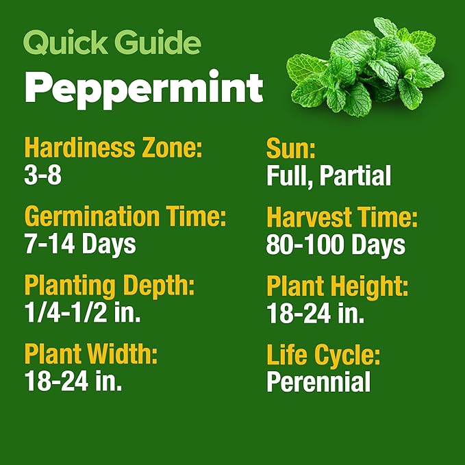HOME GROWN 𝗨𝗦𝗔 𝗣𝗥𝗘𝗠𝗜𝗨𝗠 Peppermint Seeds Pack – 2,370 𝗡𝗢𝗡-𝗚𝗠𝗢 Heirloom Mint Seeds for Planting. Grow Peppermint Plants in Your Herb Garden Indoors or Outdoors (Mentha x piperita)