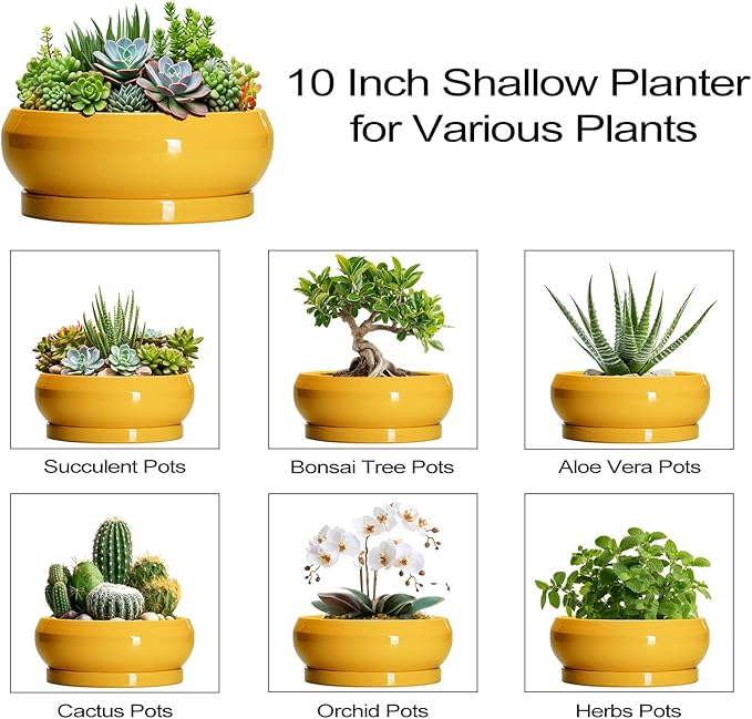 Succulent Pots 10 Inch - Ceramic Bonsai Pots with Drainage Hole and Tray, Shallow Plant Pot Indoor Outdoor, Modern Bonsai Tree Pot, Round Planter Bowl, Home Decor, Housewarming Gift, Yellow