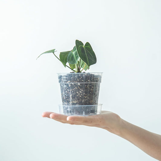 4 Inch Clear Plastic Plant Pot with Drainage Holes, Interlocking & Detachable Tray - Deep Saucer - Durable BPA-Free Plastic, Transparent Design, Raised Base for Airflow, Set of 6, 92-X-A-2