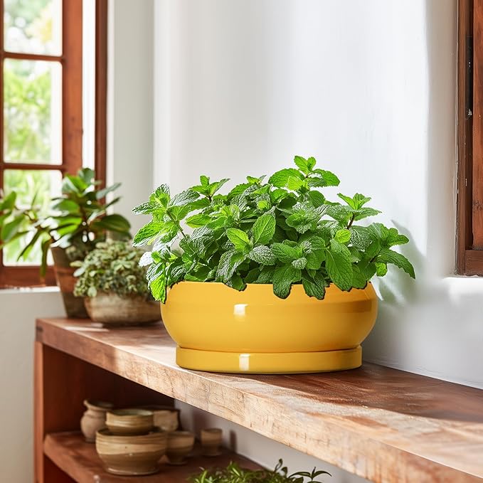 Succulent Pots 10 Inch - Ceramic Bonsai Pots with Drainage Hole and Tray, Shallow Plant Pot Indoor Outdoor, Modern Bonsai Tree Pot, Round Planter Bowl, Home Decor, Housewarming Gift, Yellow