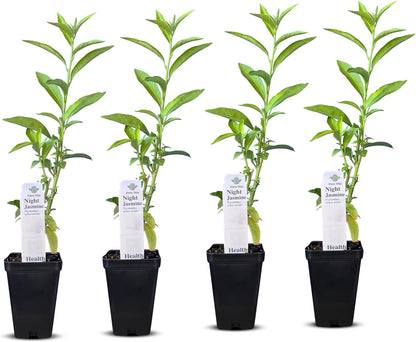 Night Blooming Jasmine Live Plant - Cestrum Nocturnum. Fragrant Flowering Shrub for Garden, Patio or Window (4 ngt.jas Cups)