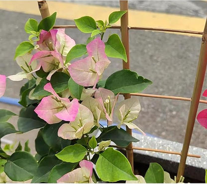 5 Pack 16" Bamboo Trellis for Climbing Plants-Natural Garden Ladder Fan -Shaped Plants Support Trellis for Potted Plant Decor in Door